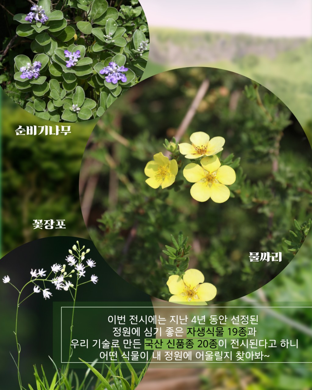 editor_image