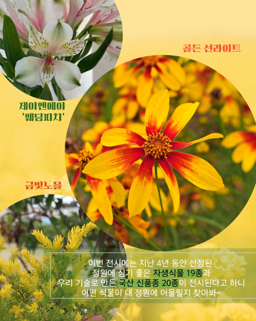 editor_image